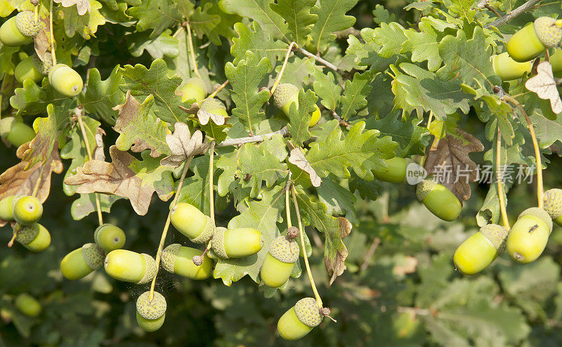 长柄栎(Quercus robur)